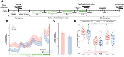 Long access heroin self-administration significantly alters gut microbiome composition and structure